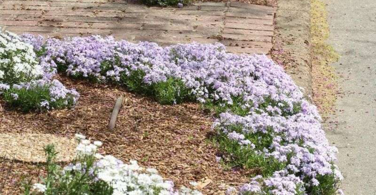 flowery ground cover