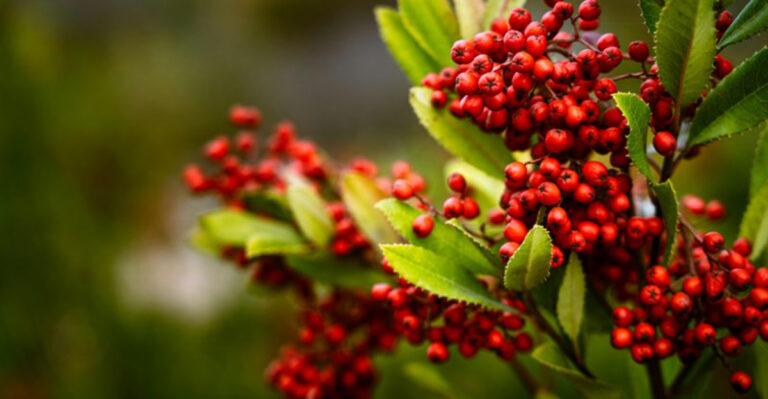 toyon