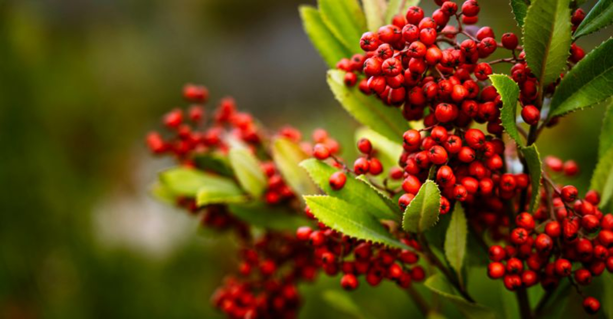 toyon