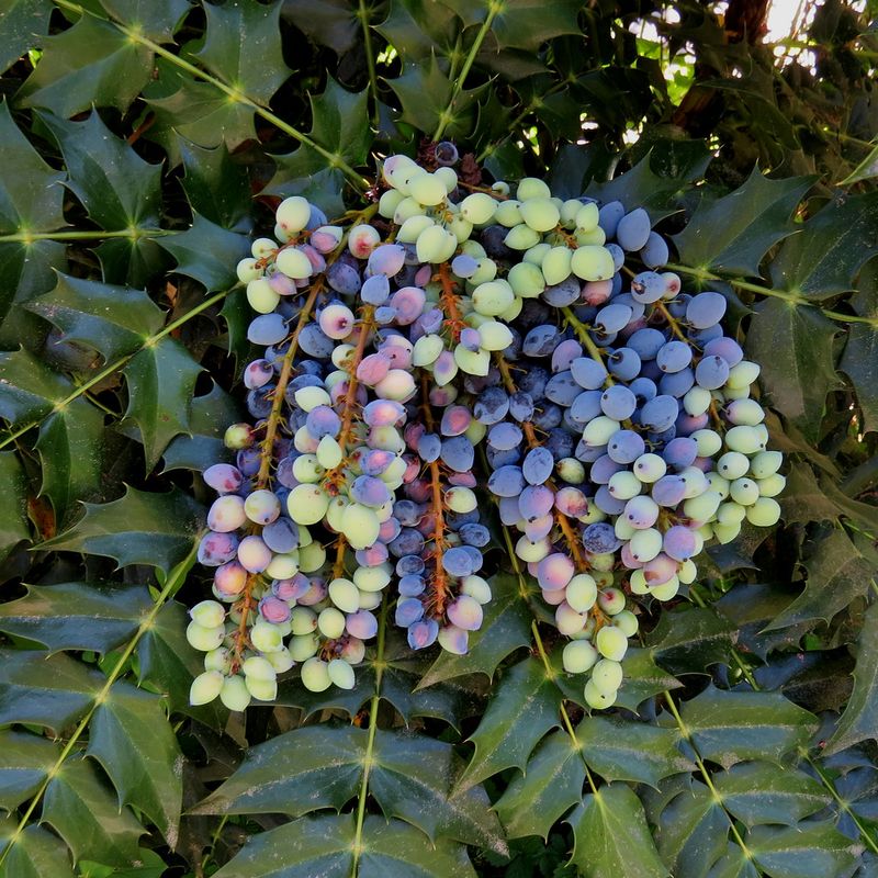 Oregon Grape (Mahonia aquifolium)