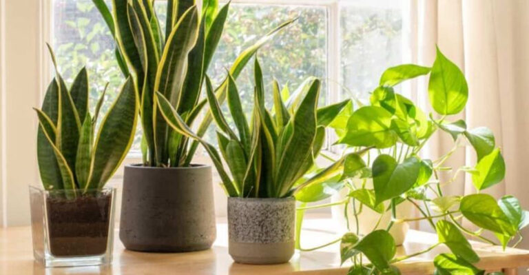 snake plant and pothos
