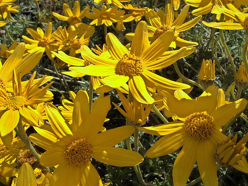 Oregon Sunshine (Eriophyllum lanatum)