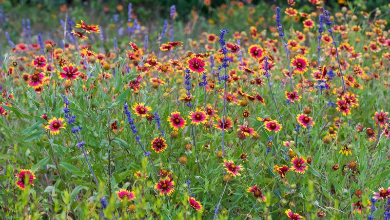 Best Native Plants to Match the Hottest Garden Hues