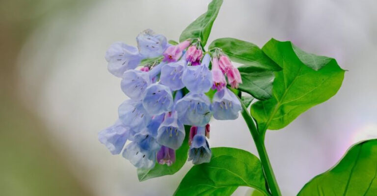 Virginia Bluebells