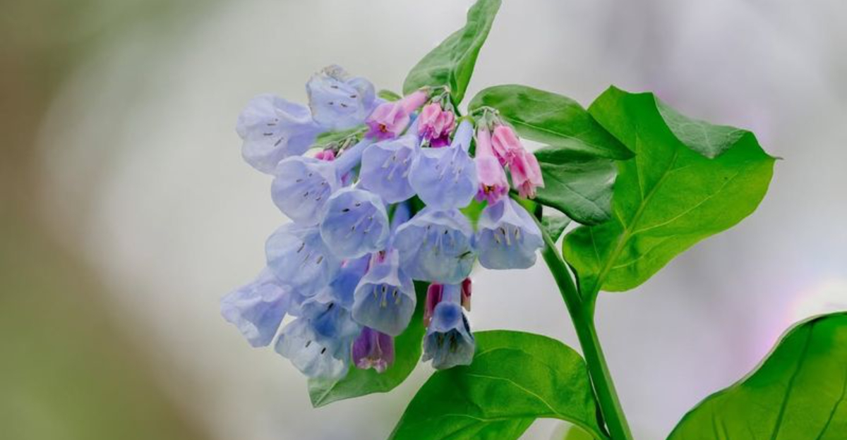 Virginia Bluebells