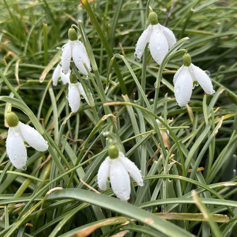 Bellevue Botanical Garden