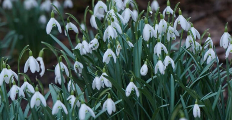 snowdrops in bloom