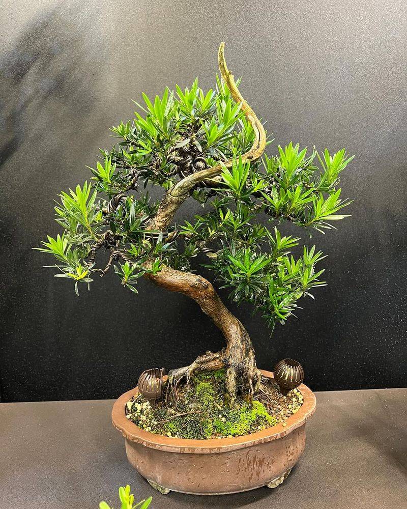 Podocarpus (Buddhist Pine)