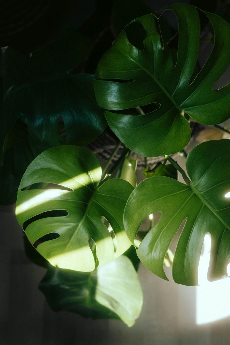 Monstera Deliciosa