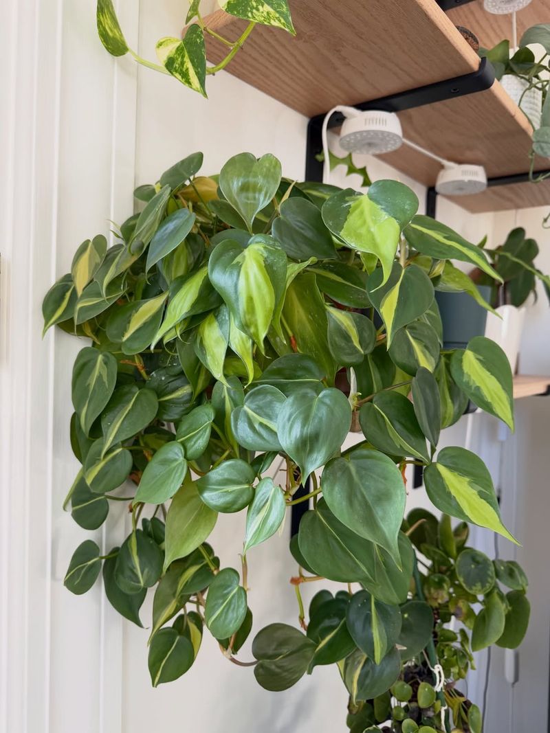 Philodendron Brasil