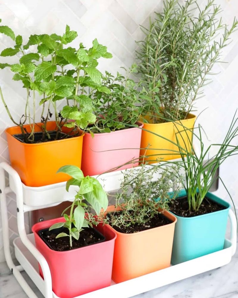 Herbs Indoors That Grow Faster Than You Expect