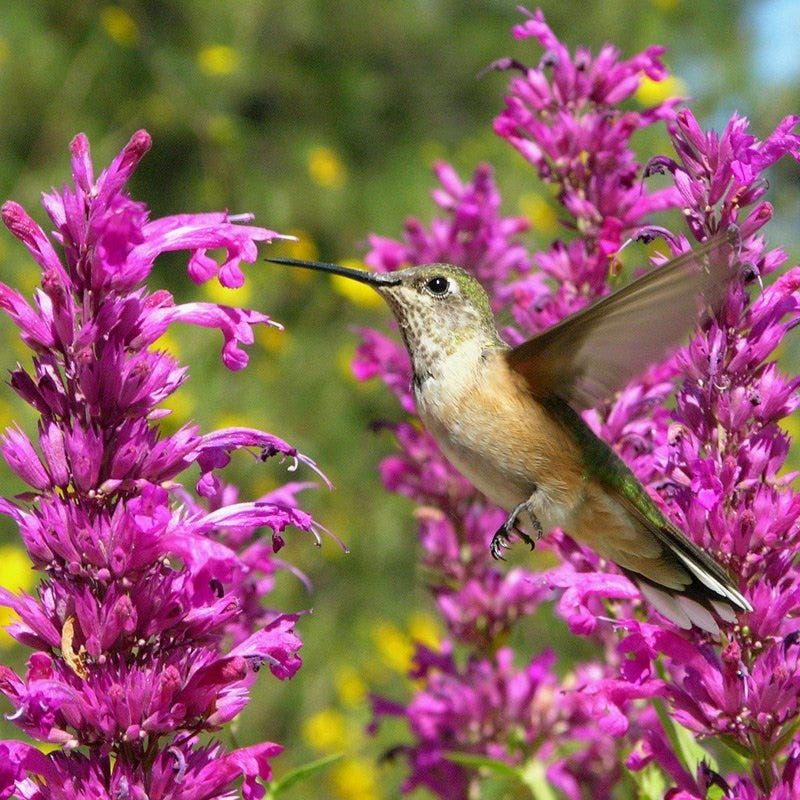 Agastache Cana (Texas Hummingbird Mint)