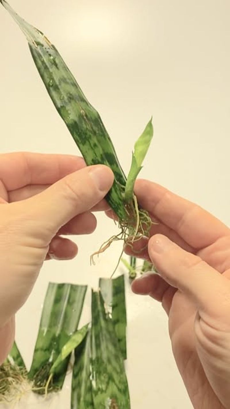Snake Plant Leaf Cuttings
