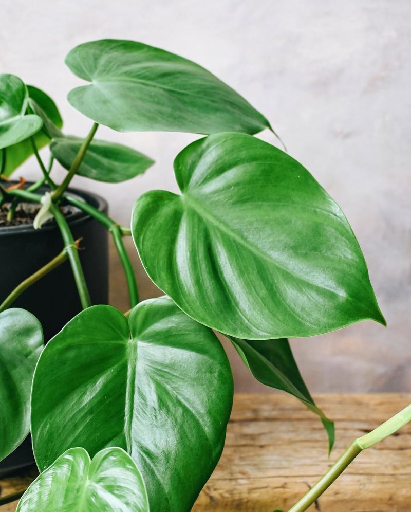 Philodendron Heartleaf (Philodendron Hederaceum)