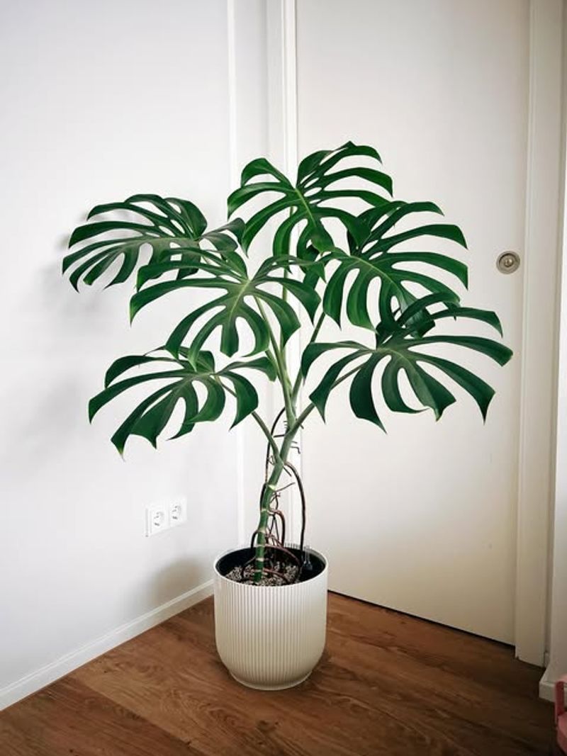 Monstera Deliciosa (Swiss Cheese Plant)