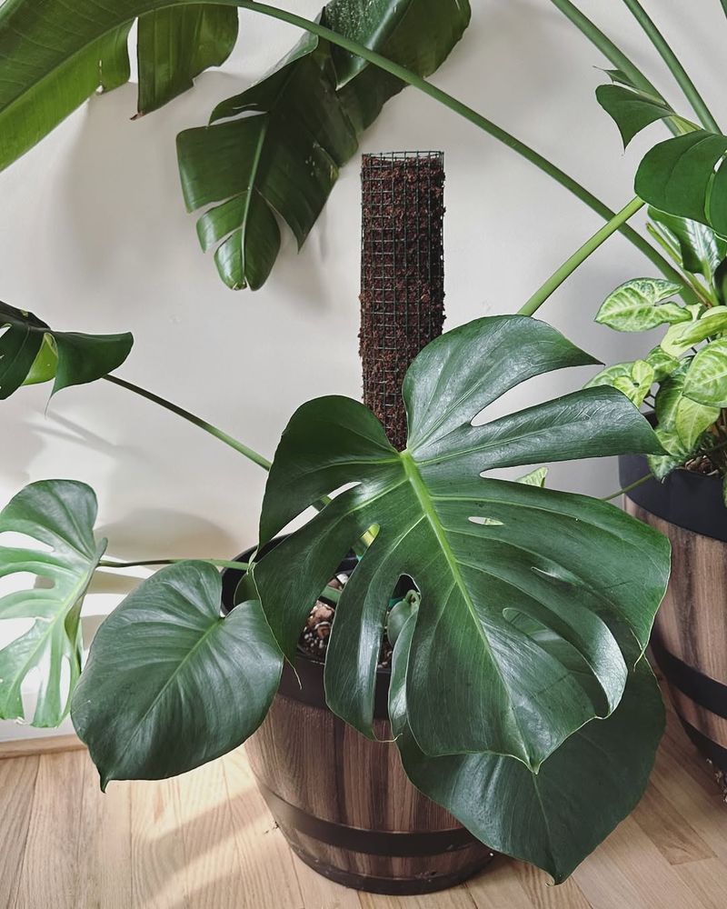 Monstera Aerial Rooting With Moss Poles Indoors