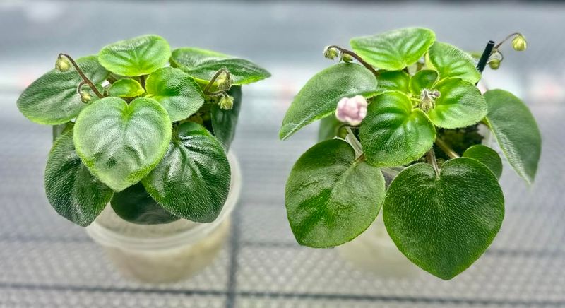 African Violet Leaves