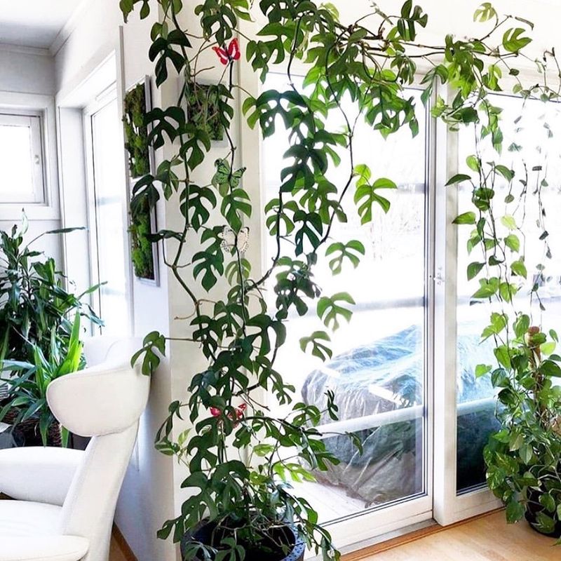 Rhaphidophora Tetrasperma (Mini Monstera)