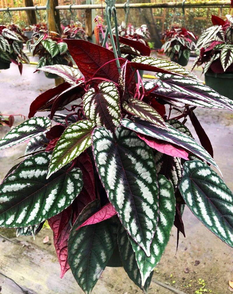 Cissus Discolor (Rex Begonia Vine)