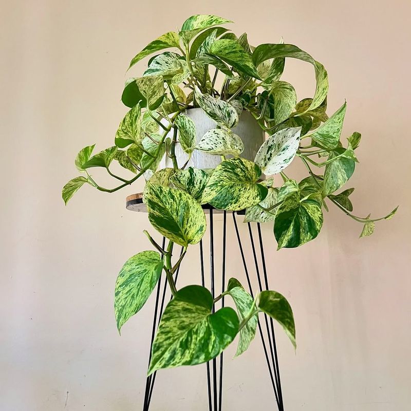 Epipremnum Aureum Marble Queen