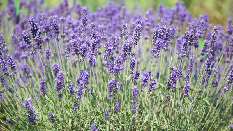 Lavender Borders
