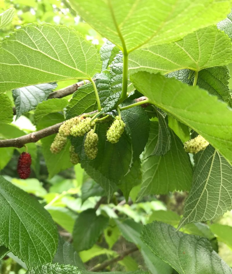 Non-Native Ornamental Trees