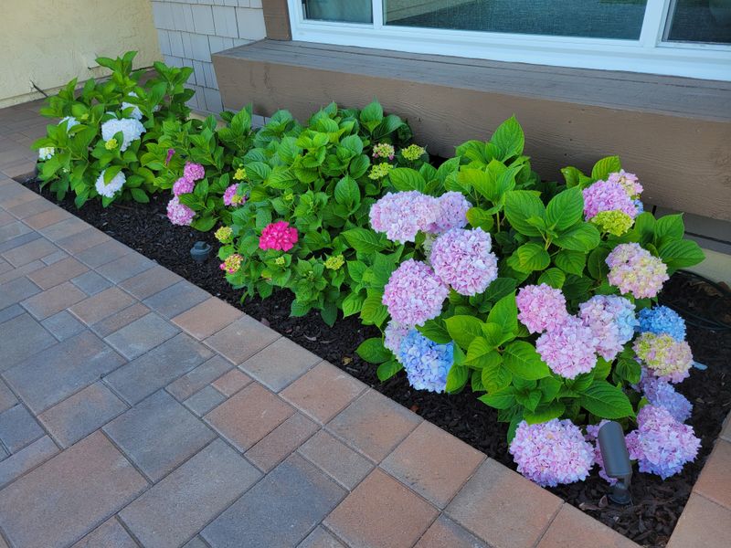 Hydrangea (Hydrangea macrophylla)