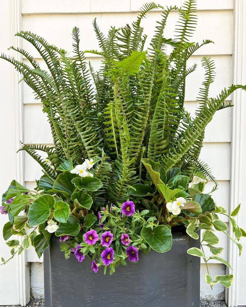 Evergreen Ferns