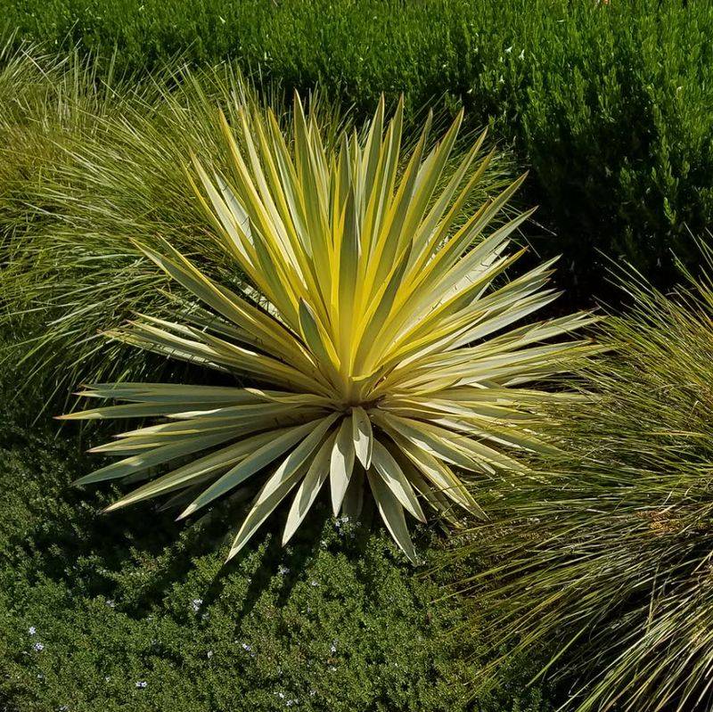 Yucca 'Bright Star' (Yucca Gloriosa 'Bright Star')
