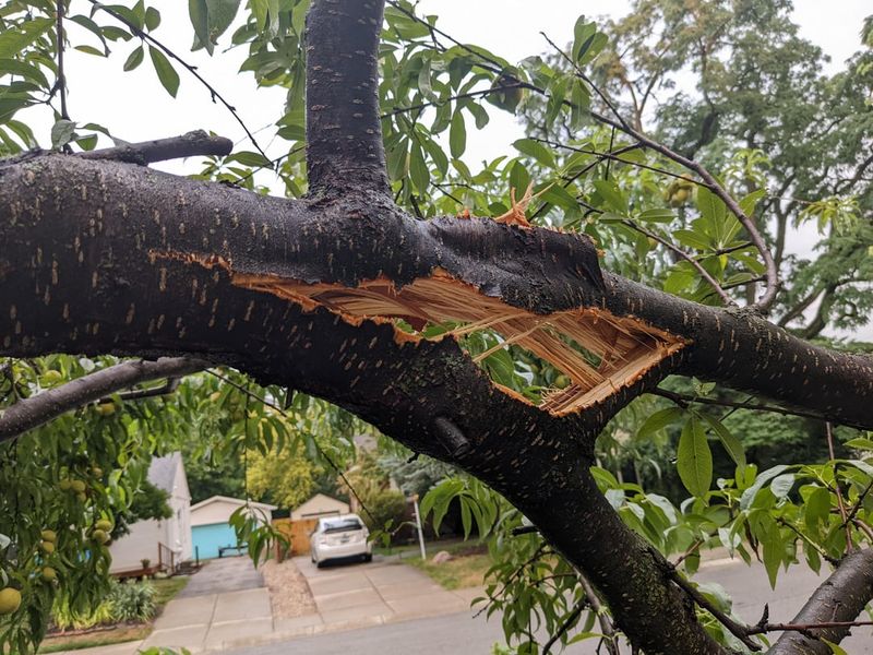 Remove Weak Or Crossing Branches First