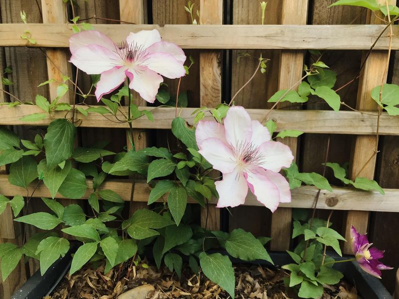 Lock In A Simple Water And Mulch Routine So The Trellis Pays Off All Season