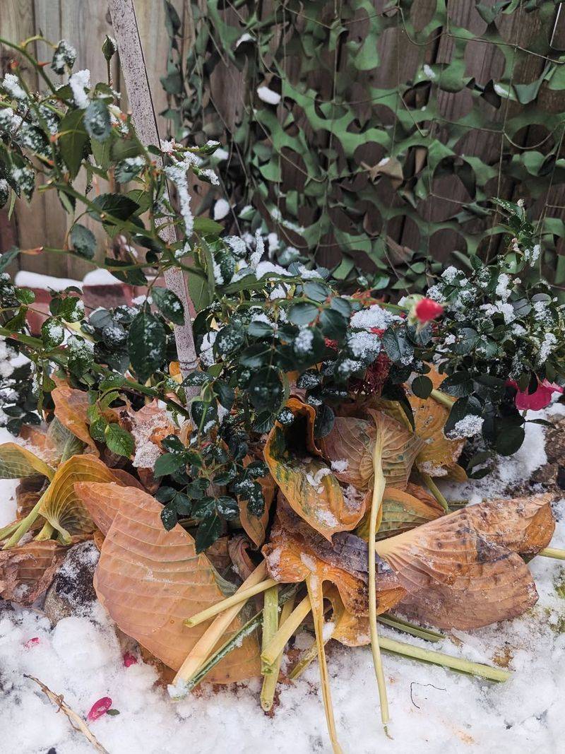 Removing Snow That's Actually Protecting Plants