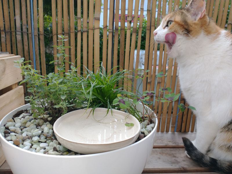 Repurposing Planters As Outdoor Pet Feeding Stations