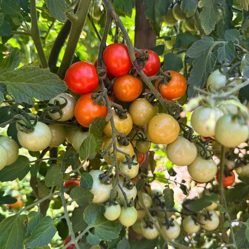 Plant In Full Sun Locations