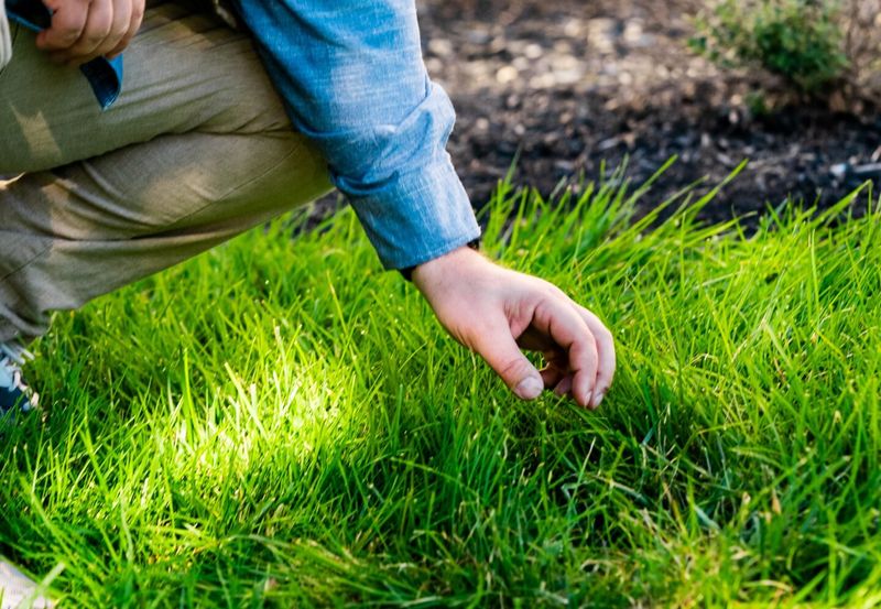 Ignoring Lawn Health And Creating Perfect Conditions For Spurge
