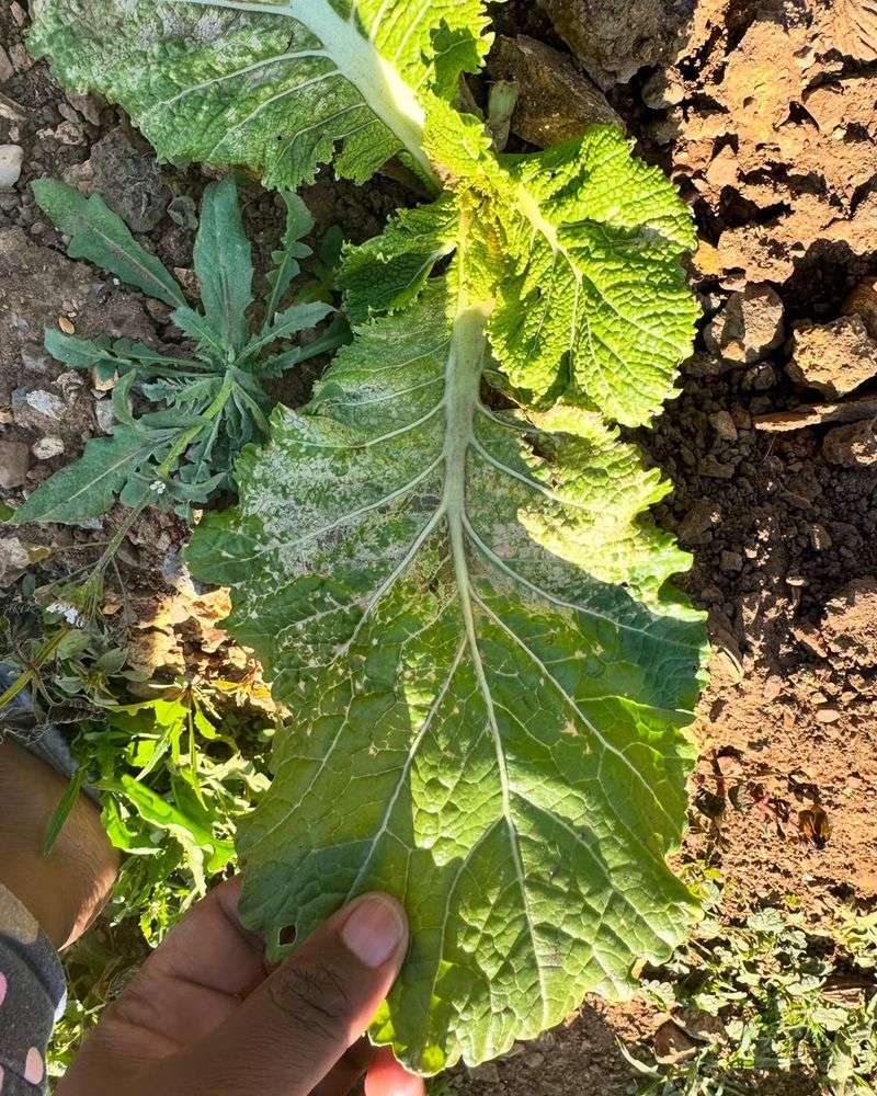 Planting Without Considering Sun Intensity