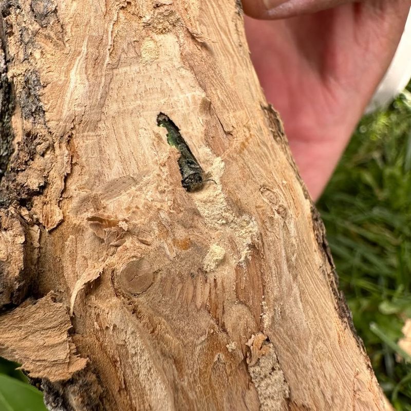 Reporting Sightings Helps Track Regional Spread