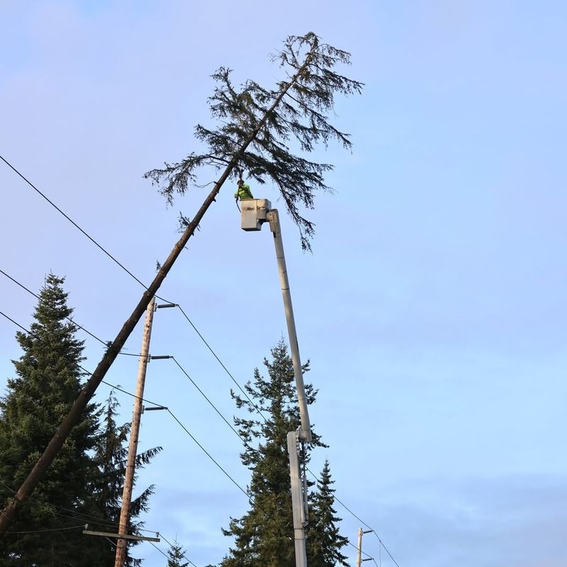 Trees Growing Into Power Lines Or Utility Easements