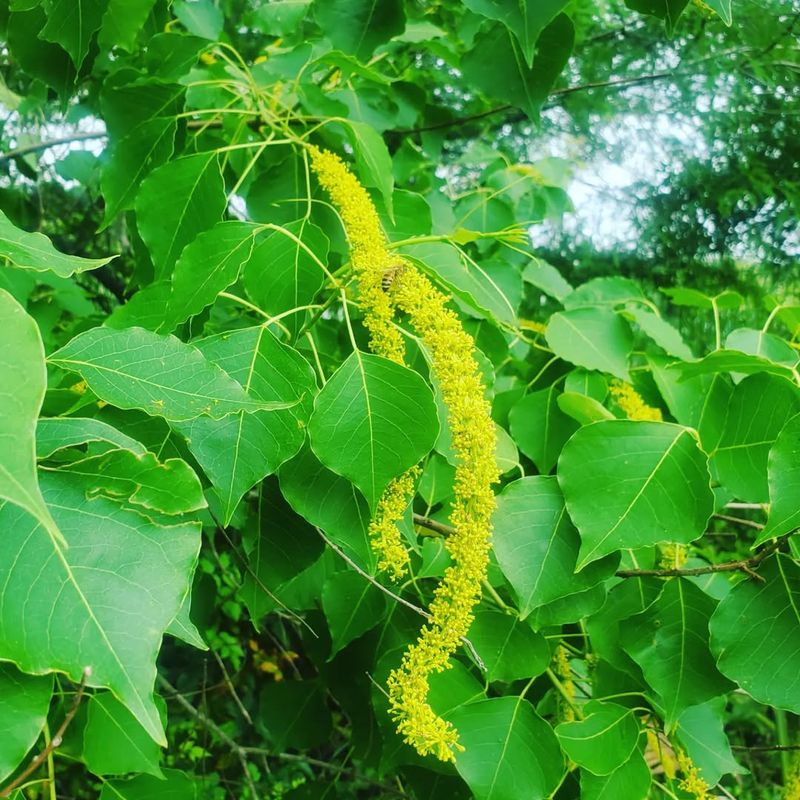 Chinese Tallow Tree (Triadica Sebifera)