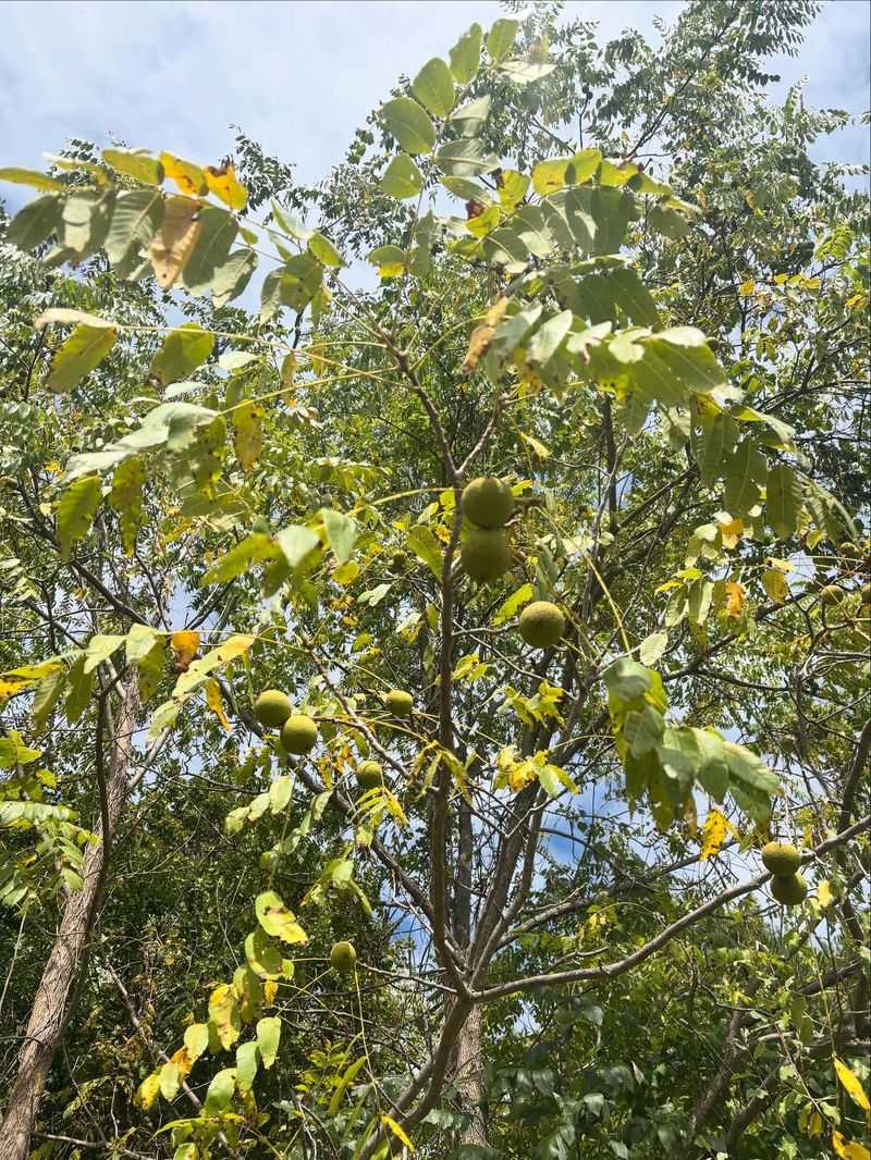 Black Walnut (Juglans Nigra)