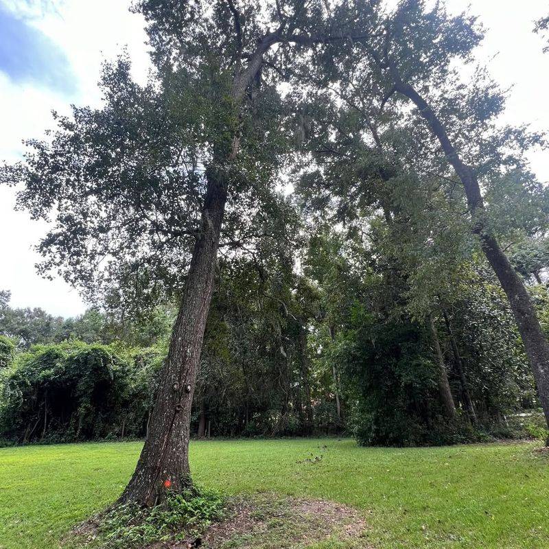 Water Oak (Quercus Nigra)