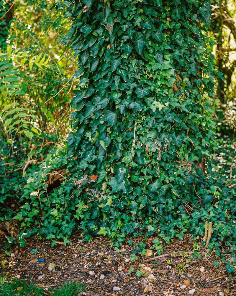 English Ivy (Hedera Helix)