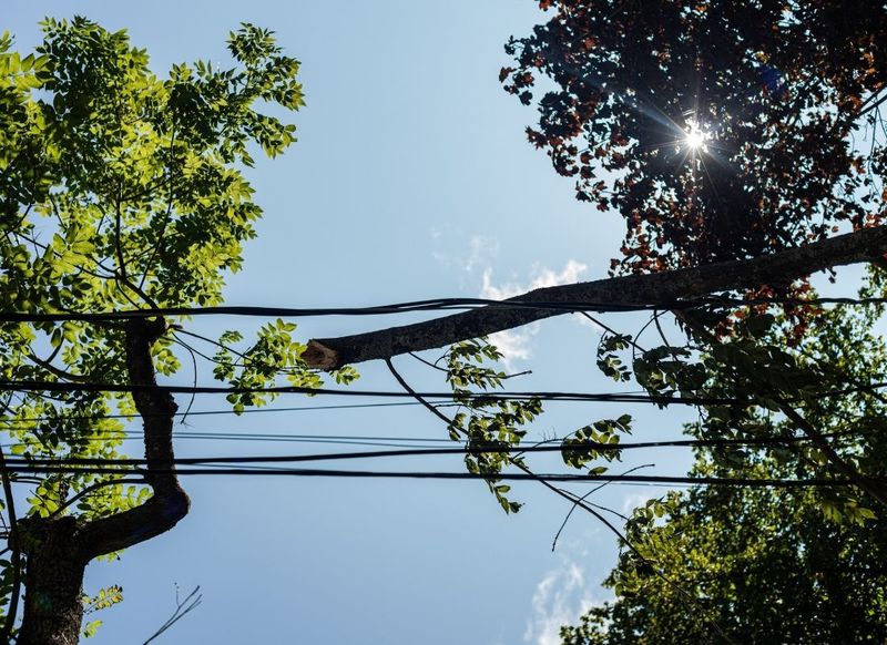 Trees Growing Into Power Lines Or Utility Easements