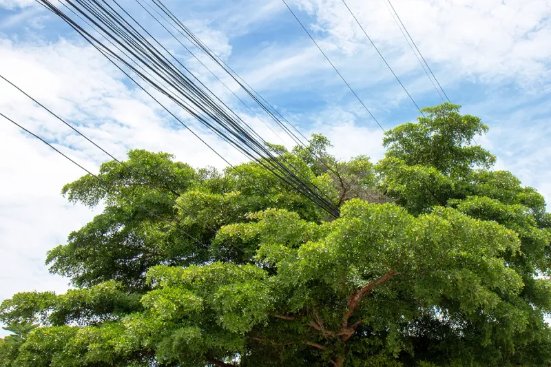 Trees Interfering With Power Lines Or Utility Easements