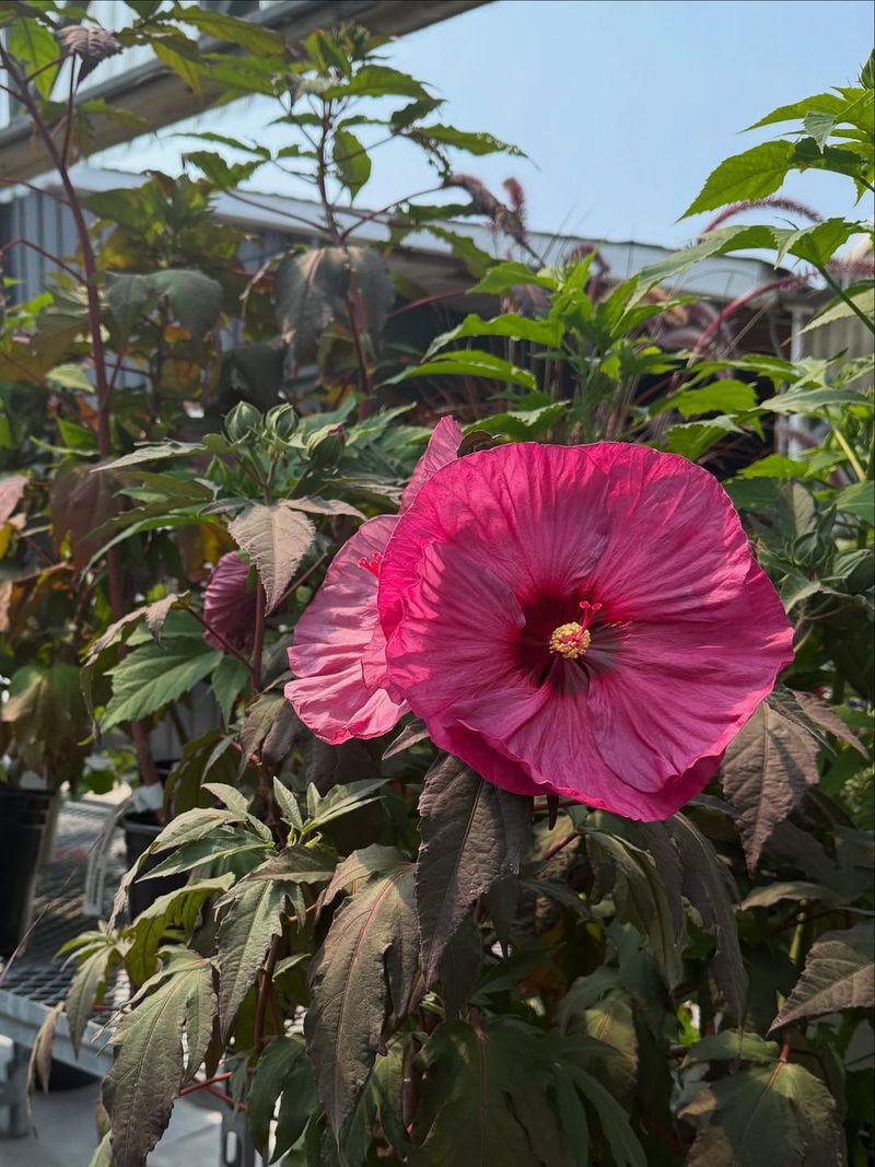 Hibiscus Moscheutos