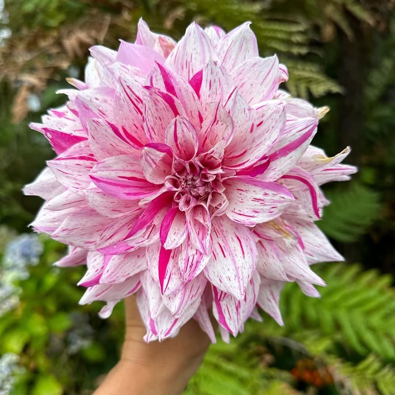 Dinner Plate Dahlia