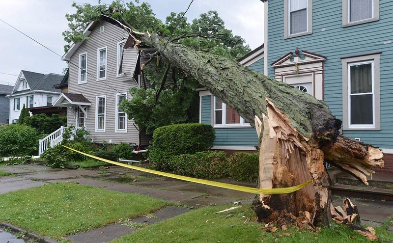 Rules For Damaged, Diseased, Or Hazardous Trees