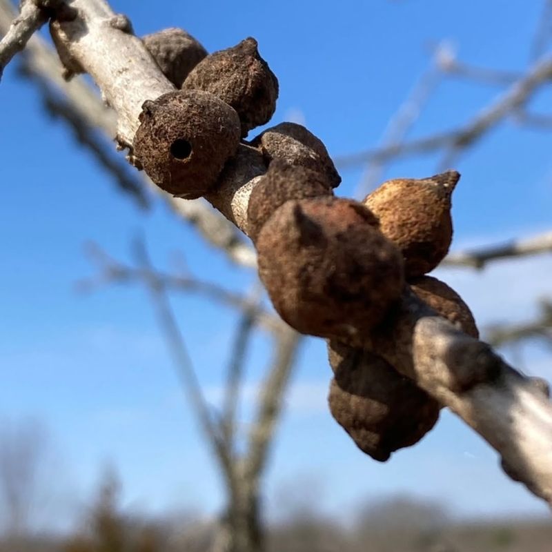 When These Growths Are Harmless Versus Concerning