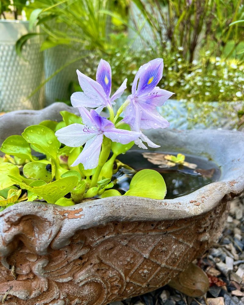 Water Hyacinth (Eichhornia crassipes)
