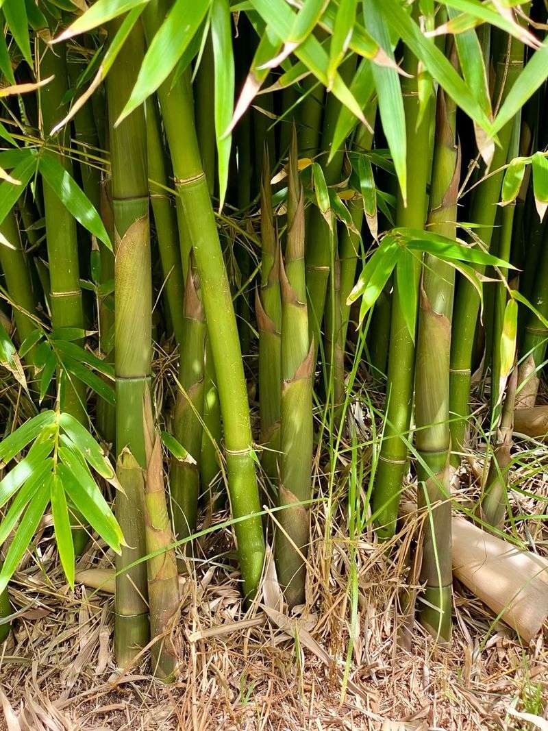 Running Bamboo (Phyllostachys species)